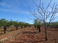 Amandelboomgaard in de lente