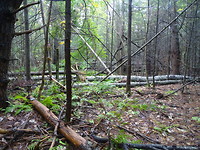Mast Landing Forest