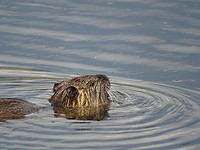 Beverrat