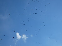 Lucht vol vale gieren