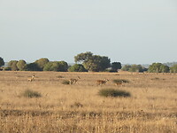Roedel herten tijdens tour