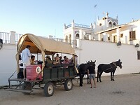 Koetsen in El Rocío