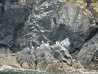 Zeekoeten op de rotsen bij Skomer