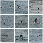 Papegaaiduikers bij Skomer