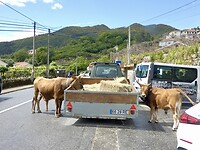 Koeien in Peneda Geres, de voederwagen komt langs