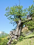 Kastanje boom in Las Médulas