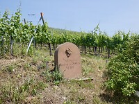 Wandelen door de wijngaard