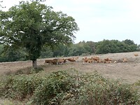 Limousin koeien