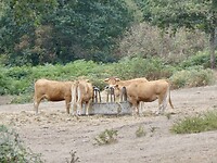Limousin koeien