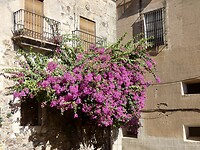 Bougainville in de oude stad