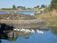Ganzen in Los Barruecos
