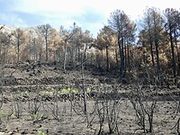 Afgebrand bos