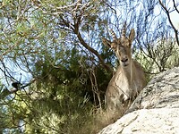 Steenbok op de Puerto de Pico