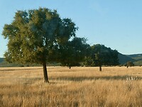 Raña