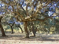Iberische eiken in Los Cabañeros