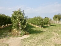 Veel appelboomgaarden