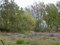Prachtige kleuren in het natuurgebied