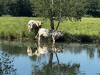 De koeien hebben het ook warm