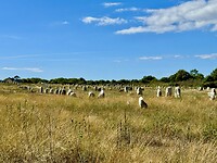 Menhirveld