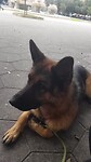 Rex is Theo kwijt. Die zit bij de kapper 🙂
