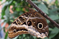 Amazon Owl Butterfly
