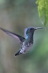 Kolibri