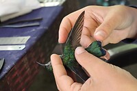 Rui-onderzoek bij vogels