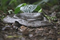Ecuadoriaanse groefkopadder