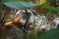 Eten of gegeten worden: 2e kip slachtoffer van de waterkoning