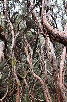 Polylepis-bos een van de hoogst gelegen bossen ter wereld