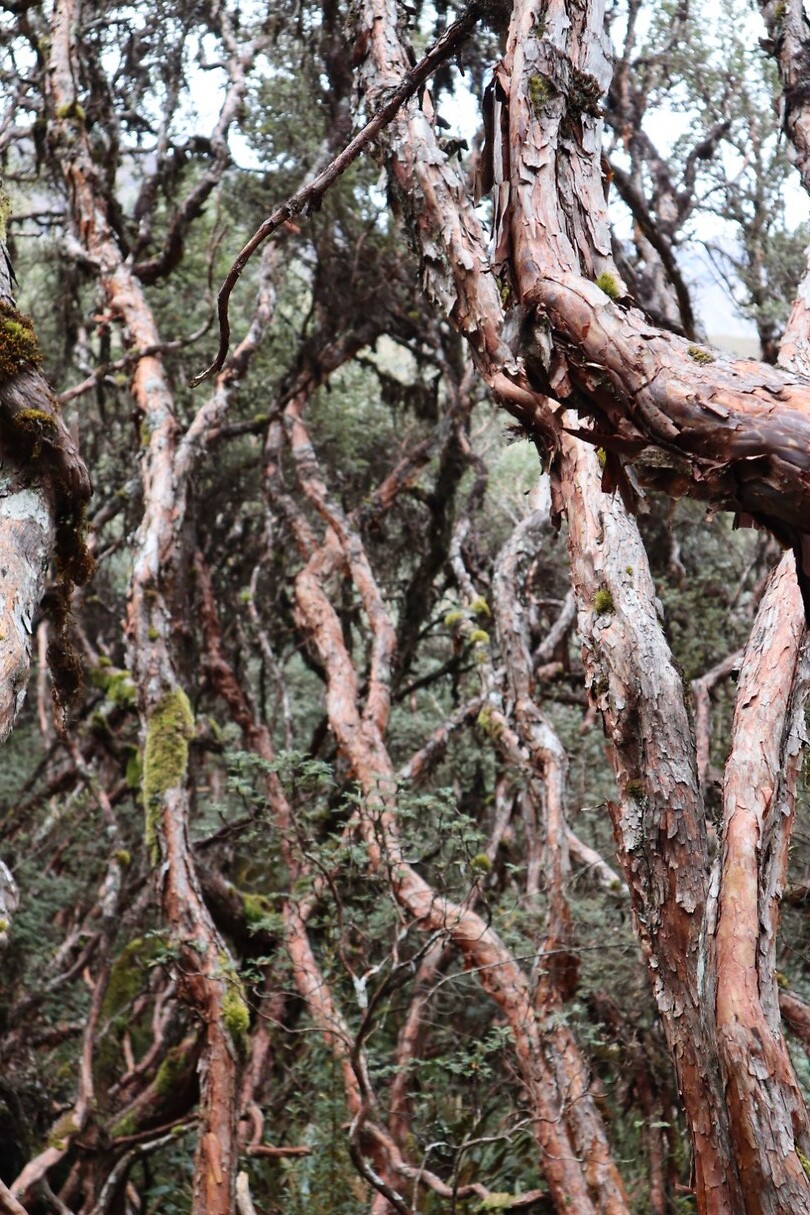 Polylepis-bos een van de hoogst gelegen bossen ter wereld