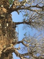 Vat Phou