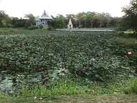 Lotusvijver