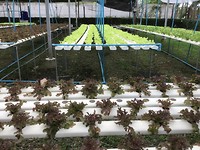 Geoententuin hydroponic farm