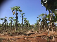 Mango bomen