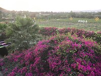 Sula winery