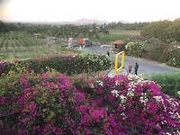 Sula winery