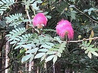 IMG_9904