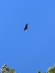 Golden Eagle