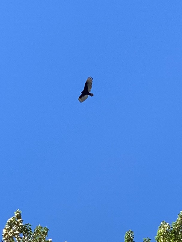 Golden Eagle