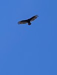 Golden Eagle