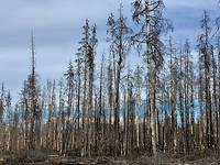 Verbrand bos