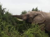 Olifant
