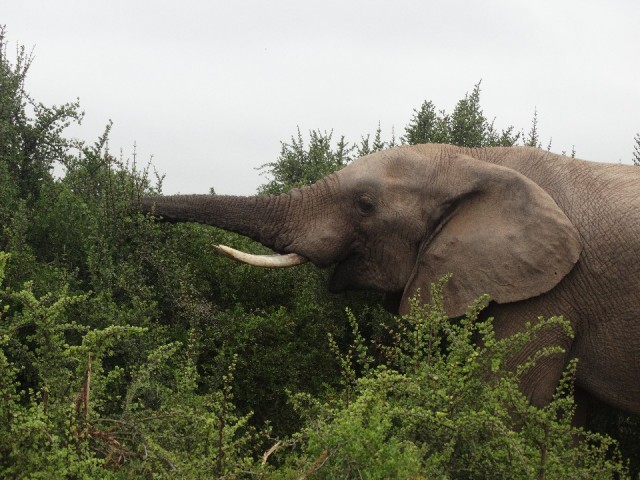 Olifant