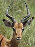 Safari2