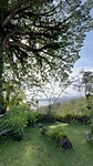 De ceiba boom die ook inspiratie was voor de film “Avatar”