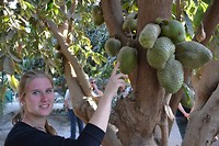 Fruitbomen in overvloed