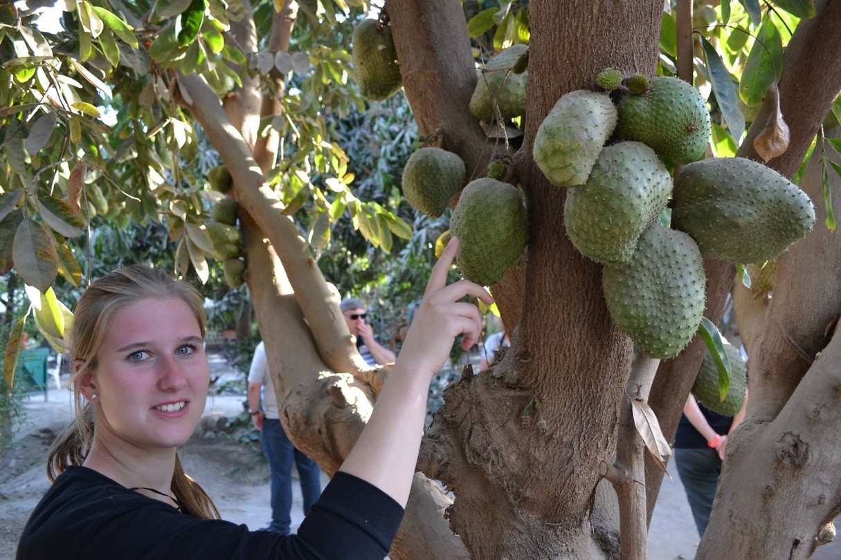 Fruitbomen in overvloed