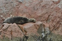 Islas Ballestas