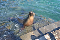 Bartolomé - Galapagos